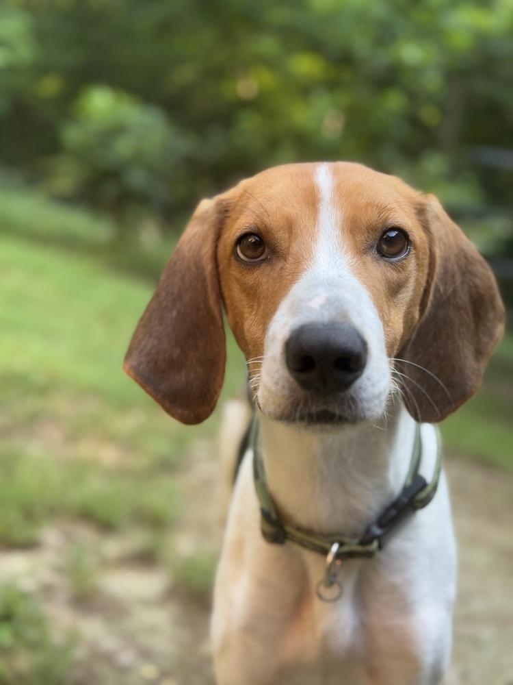 Axel Hound, Adoptable, Adult Male Treeing Walker Coonhound & Hound.