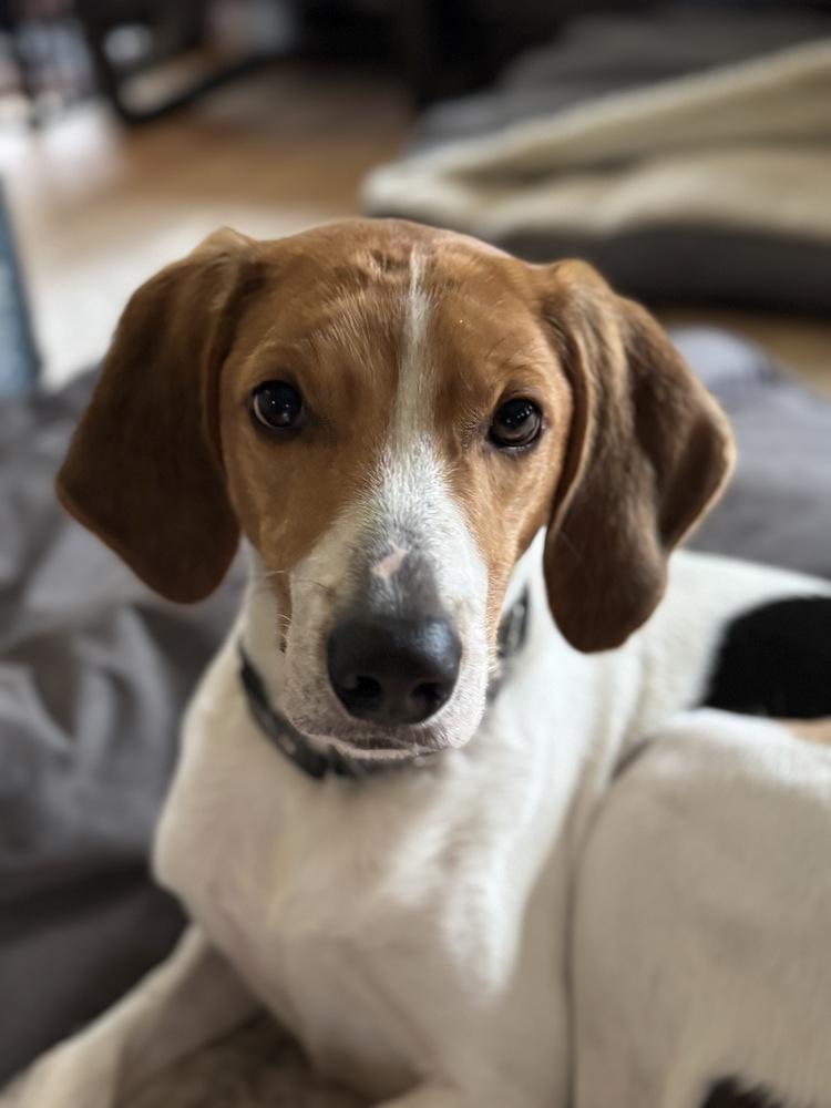 Enlarge Axel, a Adoptable mixed breed in Louisa, VA image 2/4