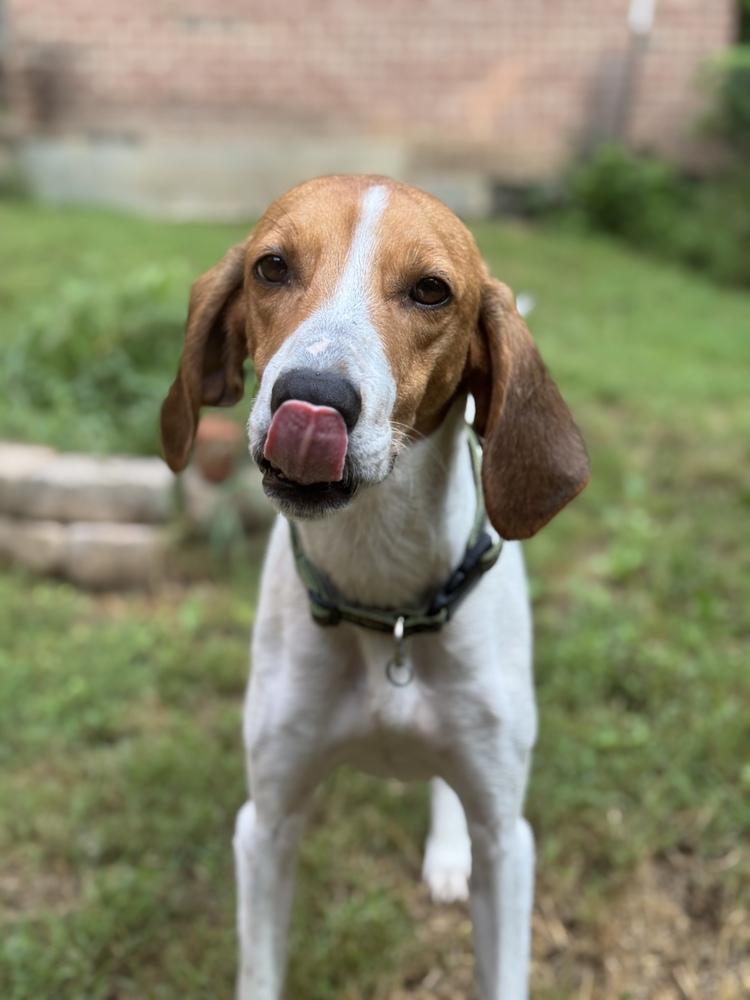 Axel Hound, a Adoptable mixed breed in Louisa, VA image 2/3