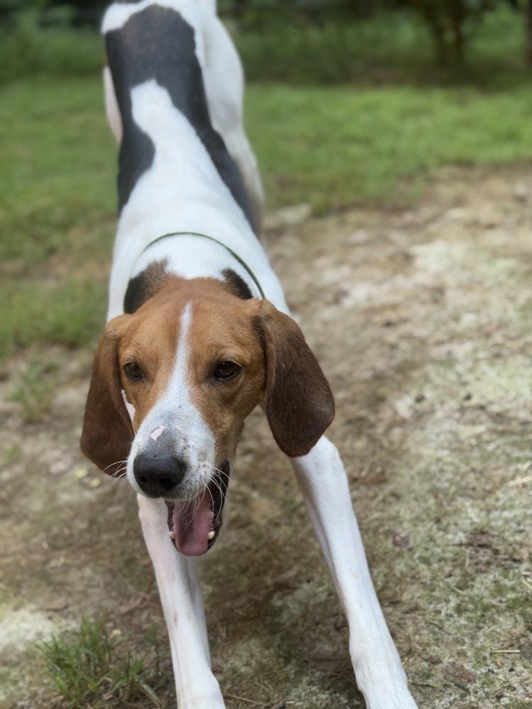 Axel Hound, a Adoptable mixed breed in Louisa, VA image 3/3