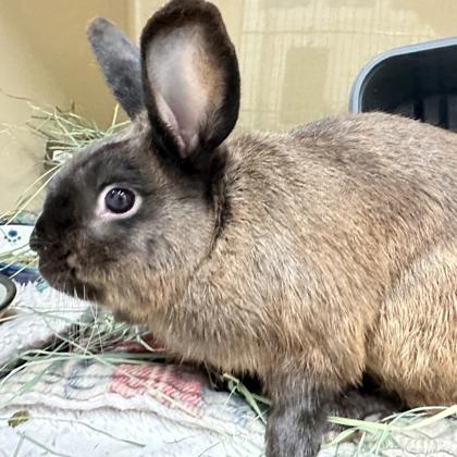 Gary, Adoptable, Adult Male American & American.