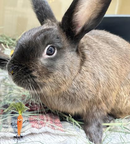 Enlarge Gary, a Adoptable American in Voorhees, NJ image 2/3