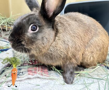 Enlarge Gary, a Adoptable American in Voorhees, NJ image 3/3