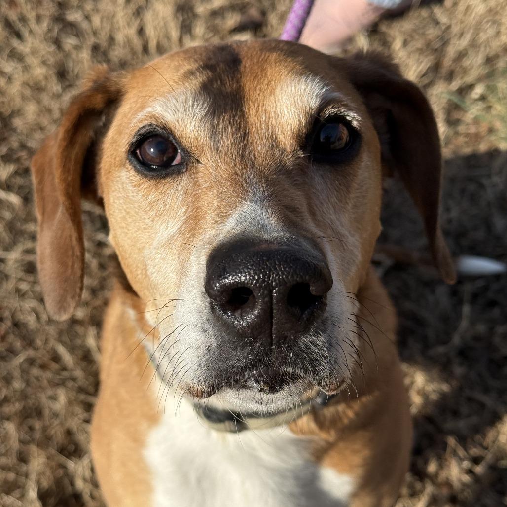 Dom, Adoptable, Senior Male Hound.