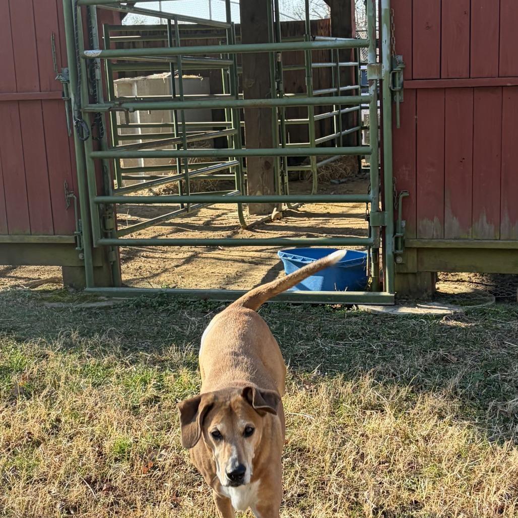 Enlarge Dom, a Adoptable Hound in Richmond, VA image 2/6