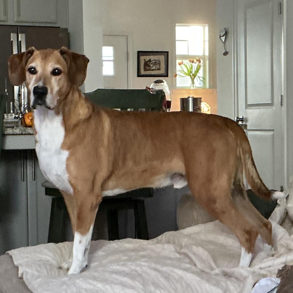 Enlarge Dom, a Adoptable Hound in Richmond, VA image 6/6