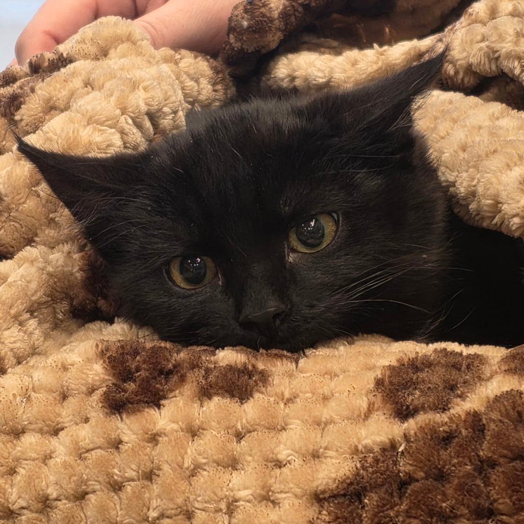 Dr Bunsen, Adoptable, Kitten Male Domestic Medium Hair.