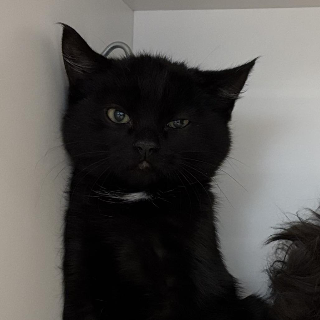 Dr Bunsen, Adoptable, Kitten Male Domestic Medium Hair.