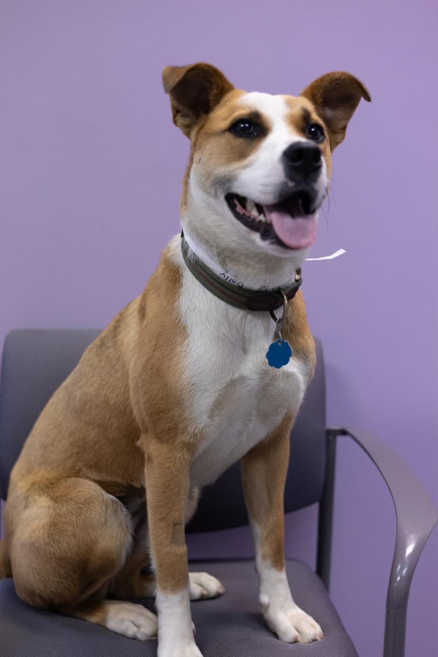Adoption Fee Waived Hype in NH! Come Meet our Adoptable Dogs Wednesday-Saturday. More info in Bio!, Adult Female Cattle Dog