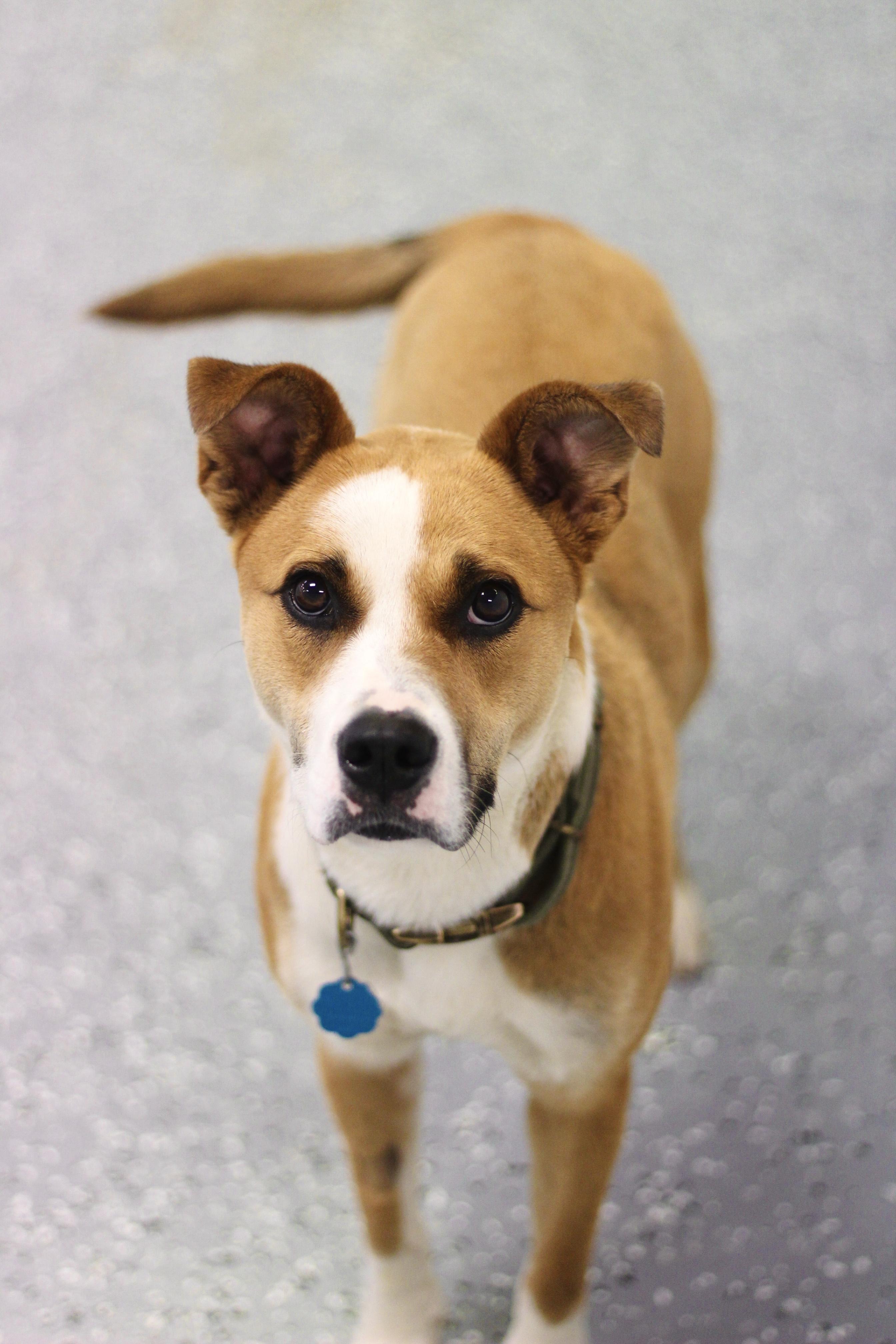 Adoption Fee Waived Hype in NH! Come Meet our Adoptable Dogs Wednesday-Saturday. More info in Bio! photo 4
