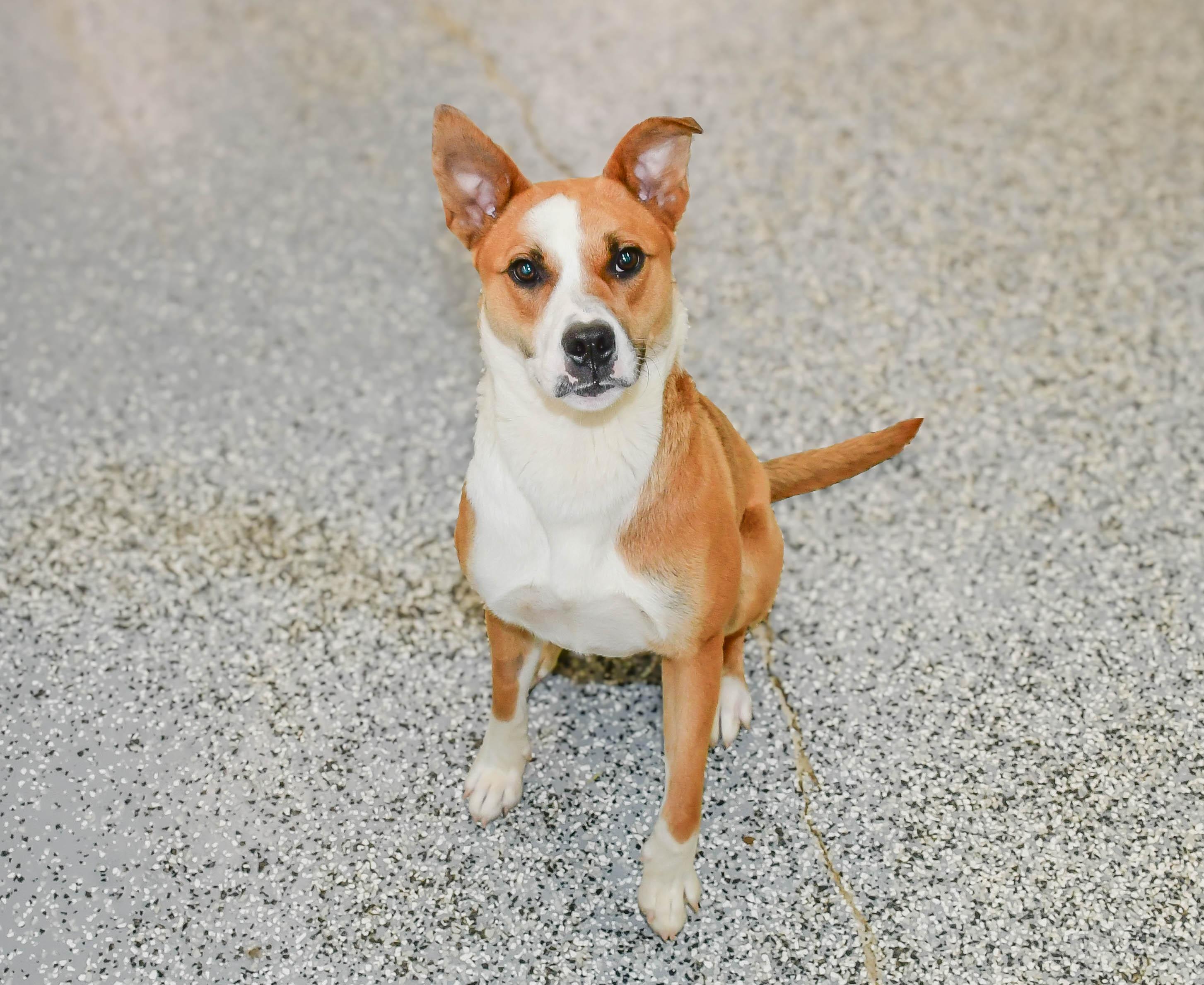 Adoption Fee Waived Hype in NH! Come Meet our Adoptable Dogs Wednesday-Saturday. More info in Bio! photo 2