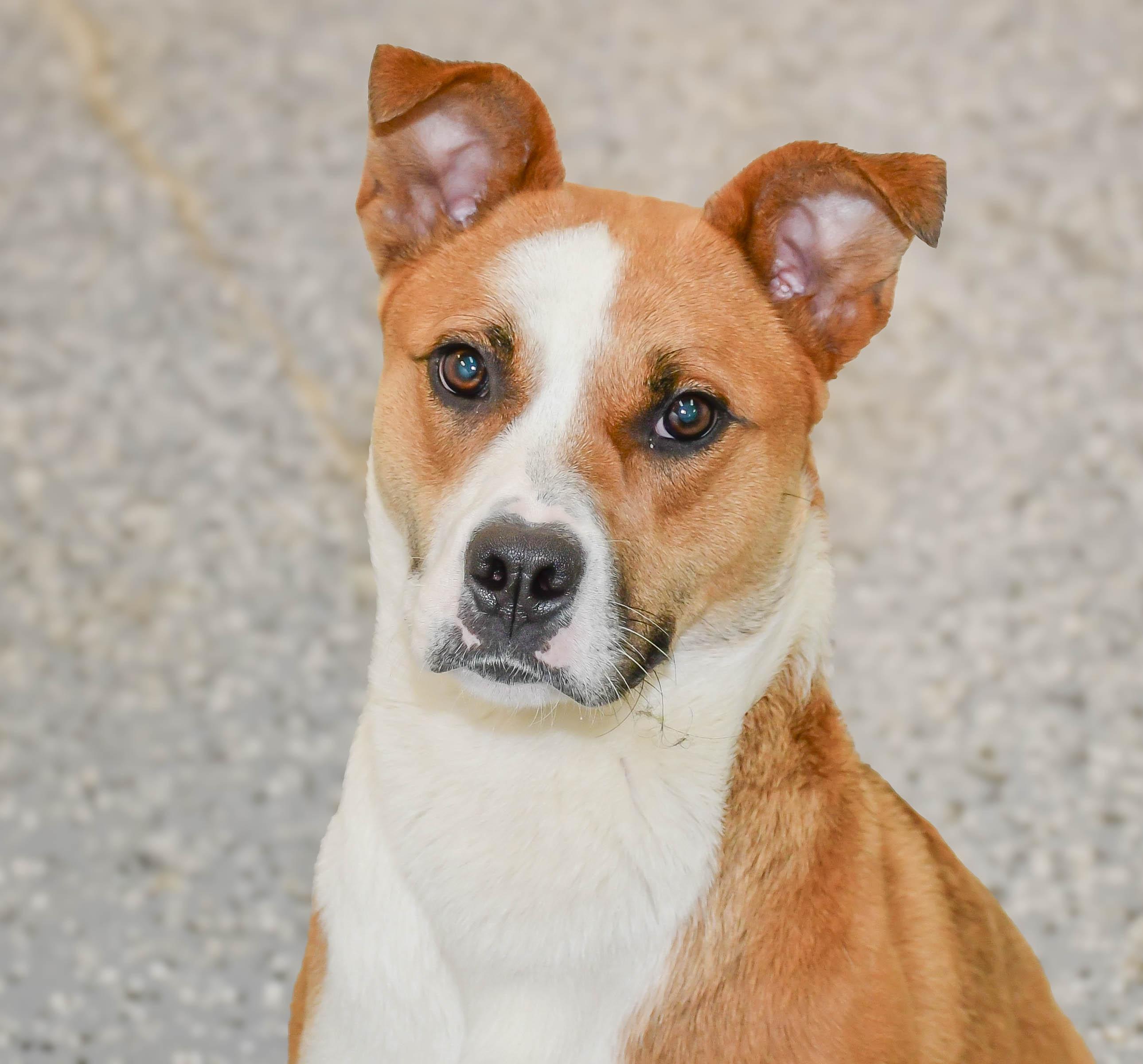 Adoption Fee Waived Hype in NH! Come Meet our Adoptable Dogs Wednesday-Saturday. More info in Bio! photo 3