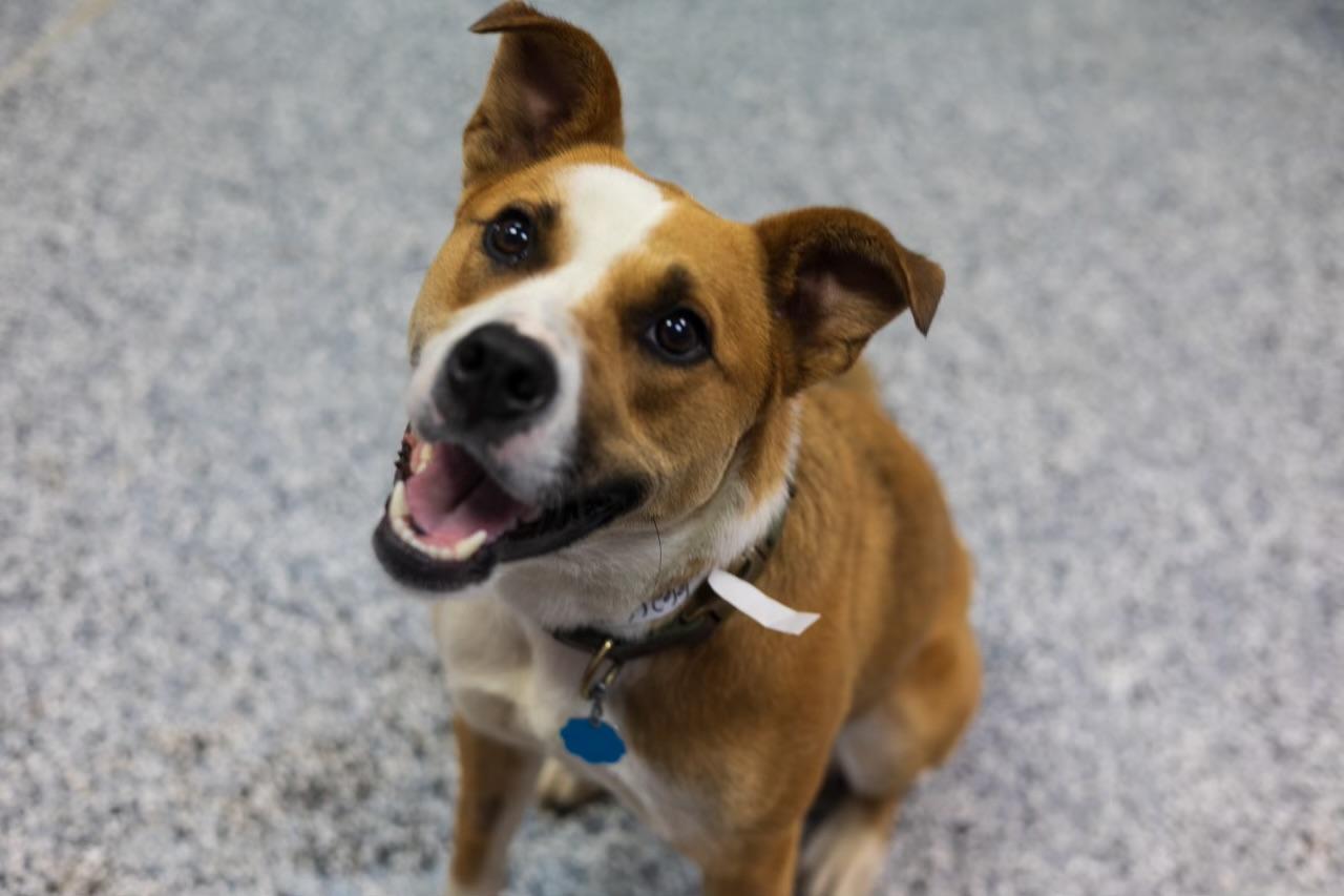 Adoption Fee Waived Hype in NH! Come Meet our Adoptable Dogs Wednesday-Saturday. More info in Bio! photo 5