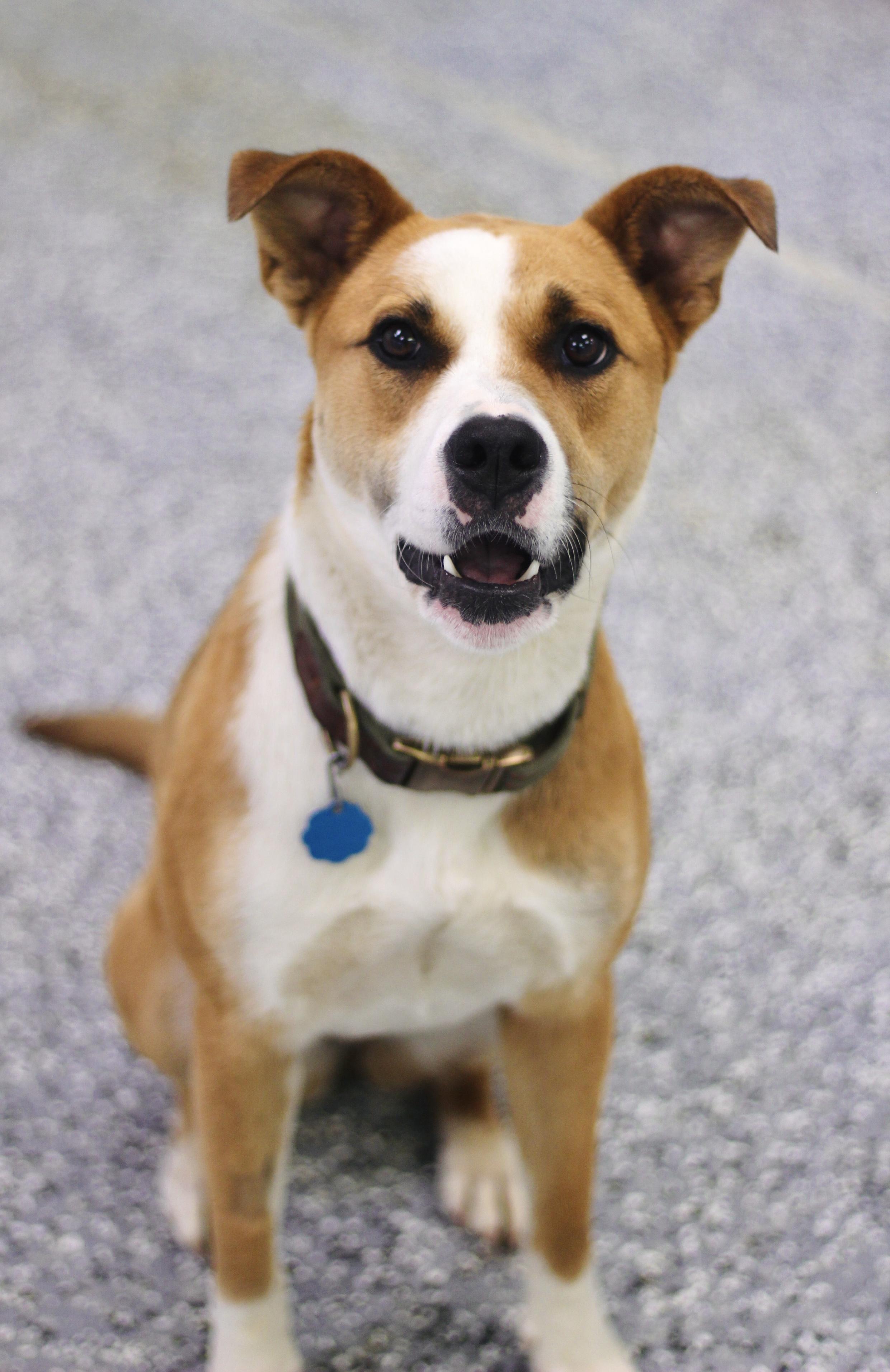 Adoption Fee Waived Hype in NH! Come Meet our Adoptable Dogs Wednesday-Saturday. More info in Bio! photo 6