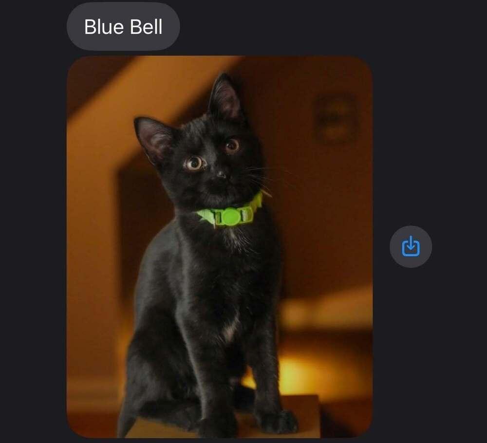 Bluebell, Adoptable, Kitten Female Domestic Short Hair.