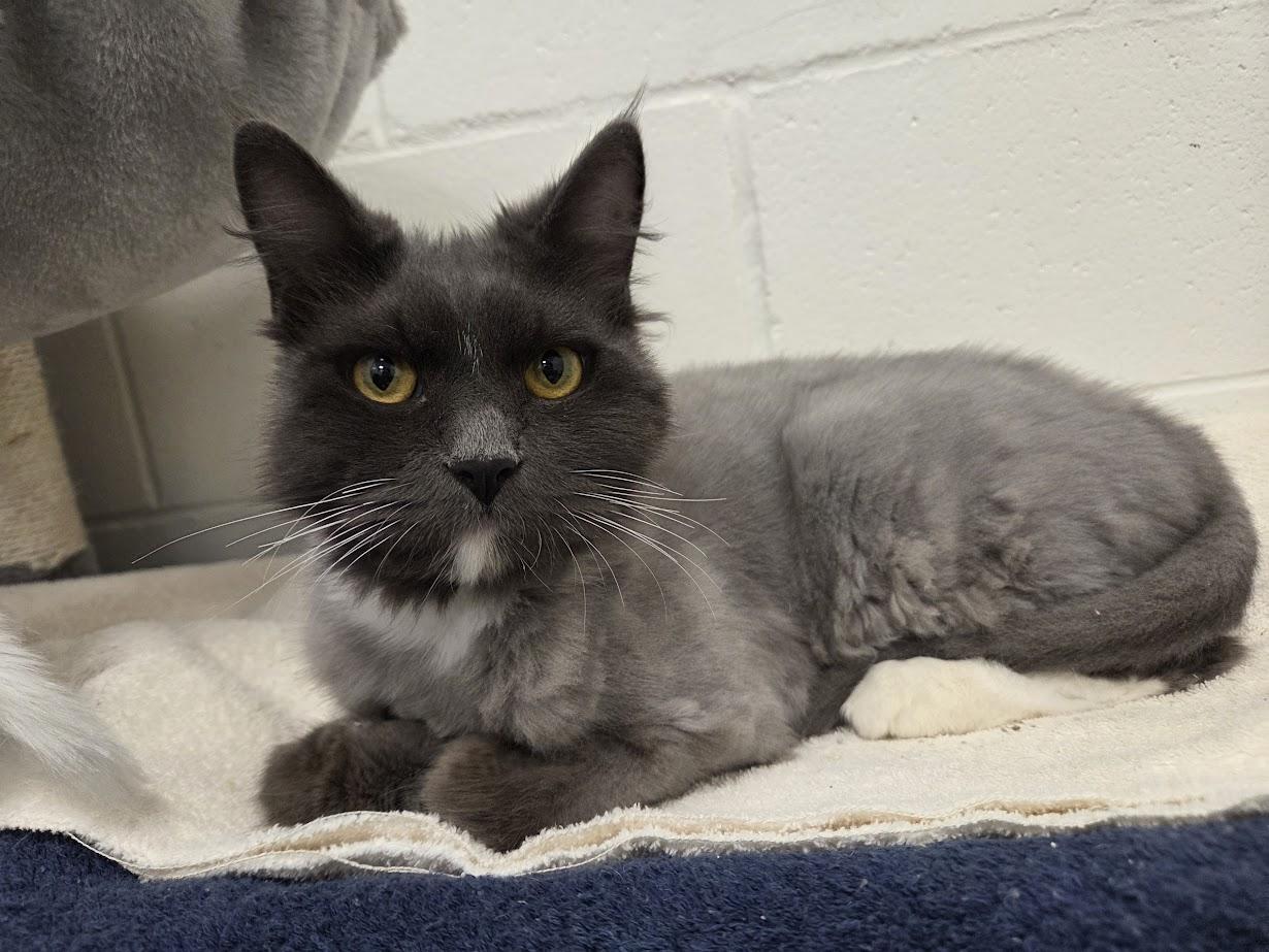 Levee, a ADOPTABLE Domestic Medium Hair in New Westminster, BC image 2/3