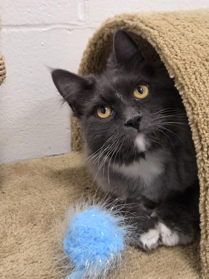 Levee, a ADOPTABLE Domestic Medium Hair in New Westminster, BC image 1/3