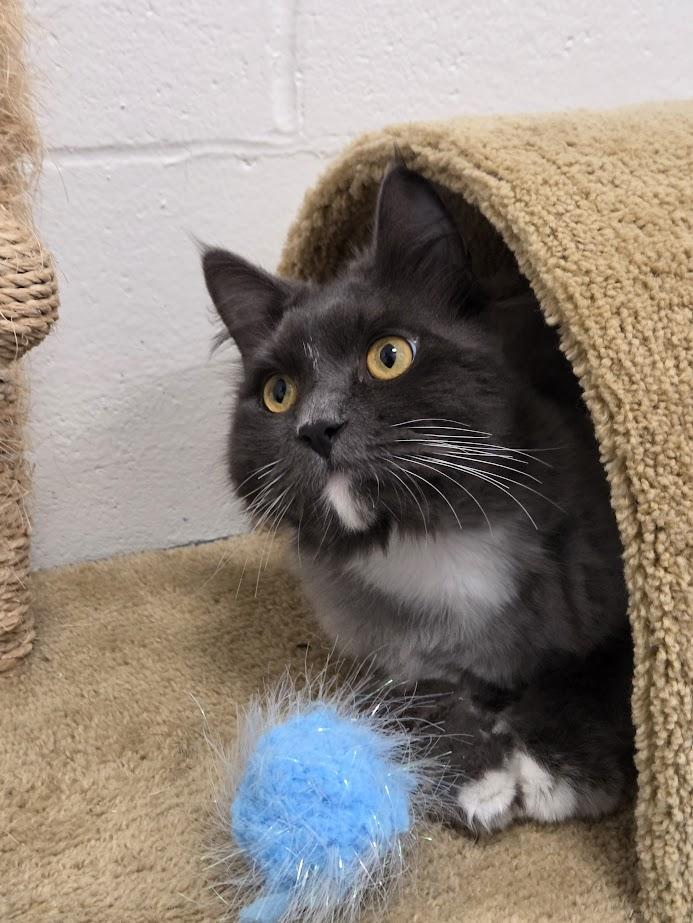 Levee, a ADOPTABLE Domestic Medium Hair in New Westminster, BC image 3/3