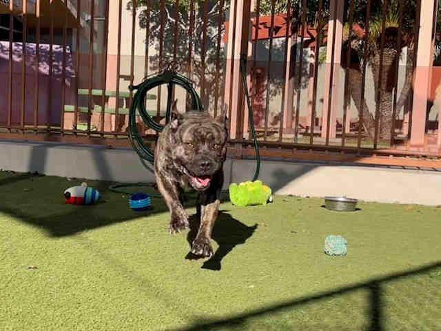 Enlarge SPYRO, a Adoptable Pit Bull Terrier in Carlsbad, CA image 1/1