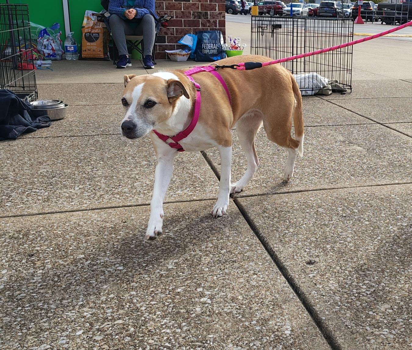 Ellie Mae, Adoptable, Adult Female Labrador Retriever & Pit Bull Terrier.
