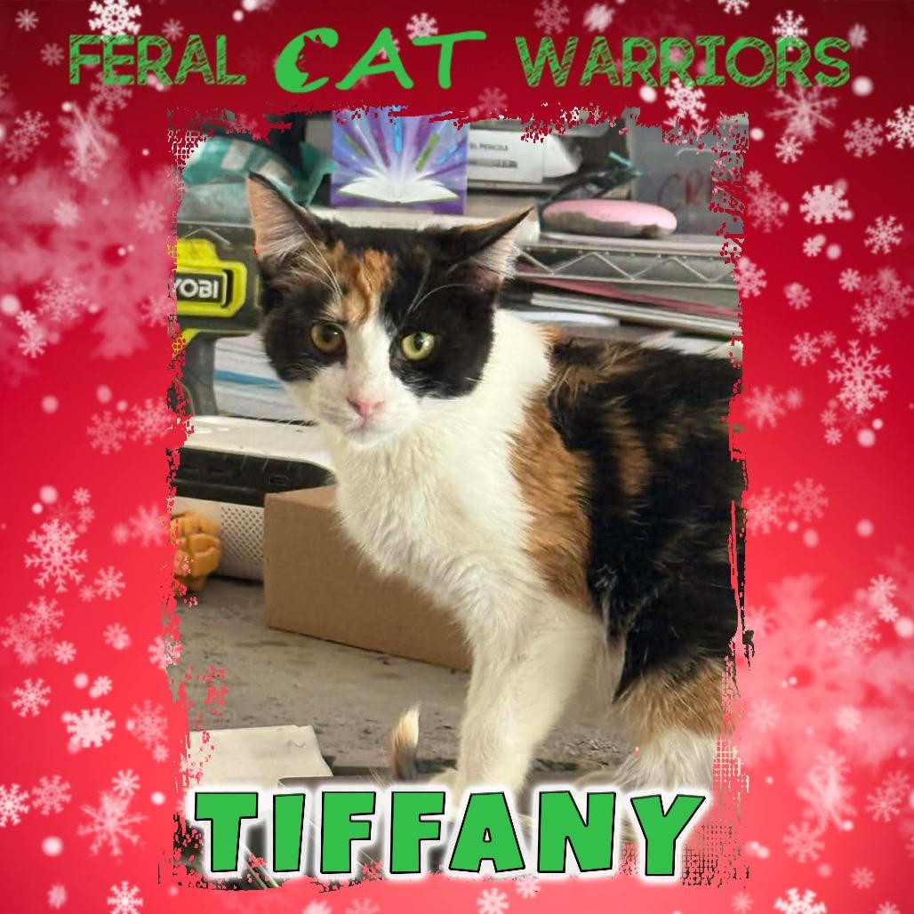 Tiffany, Adoptable, Young Female Domestic Short Hair.