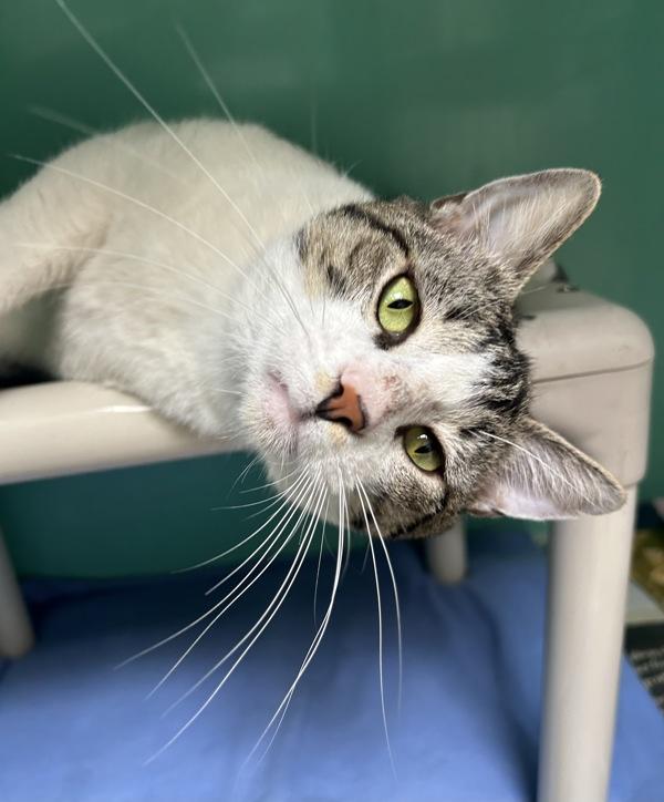 Enlarge Zacharias, a Adoptable mixed breed in Novato, CA image 2/2