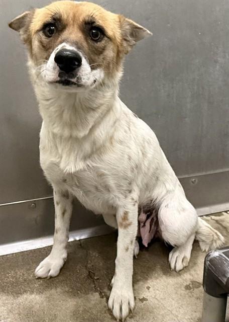 Enlarge MOCHA, a Adoptable mixed breed in Lancaster, CA image 1/1