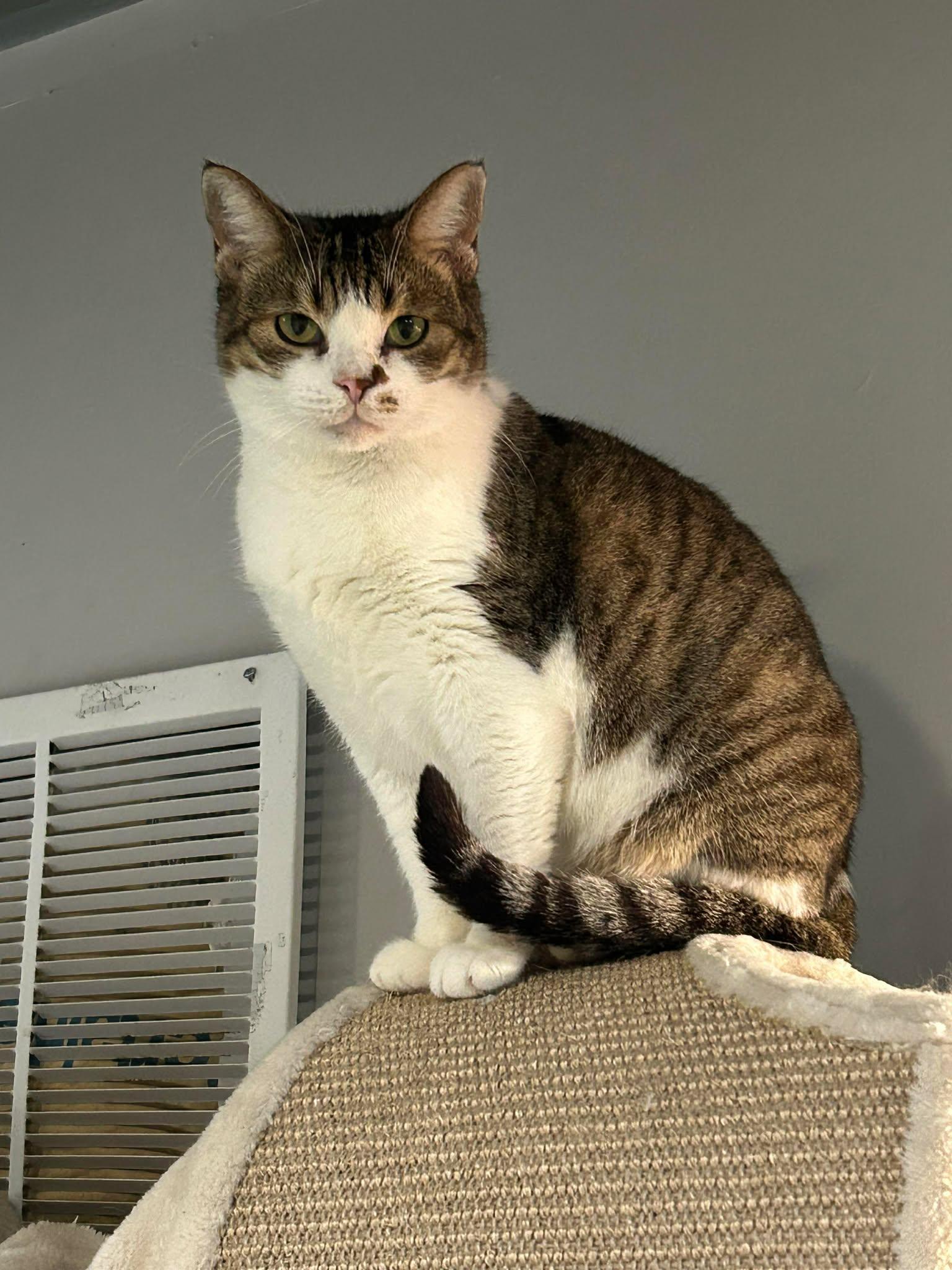 Cora, a Adoptable Domestic Short Hair in Phoenix, AZ image 1/2