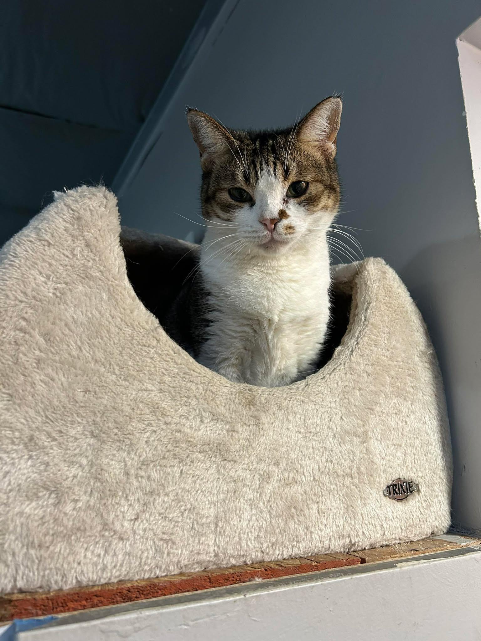 Cora, a Adoptable Domestic Short Hair in Phoenix, AZ image 2/2