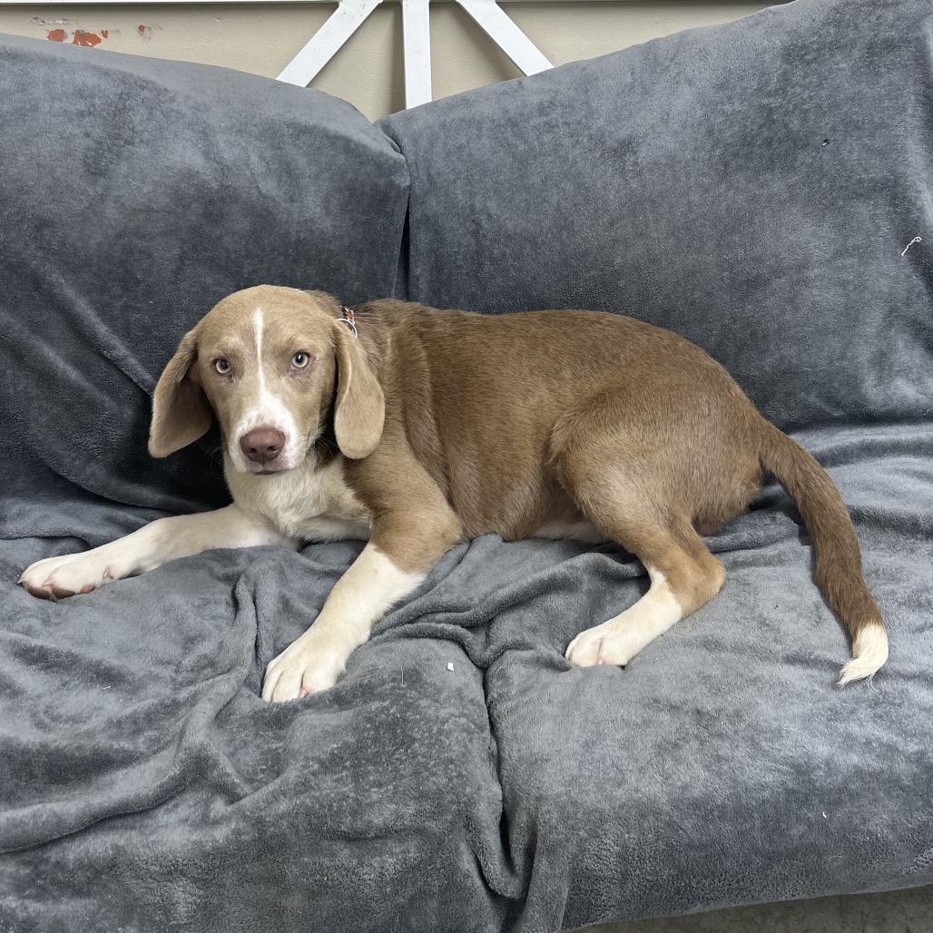 Odi, Adoptable, Young Male Terrier.