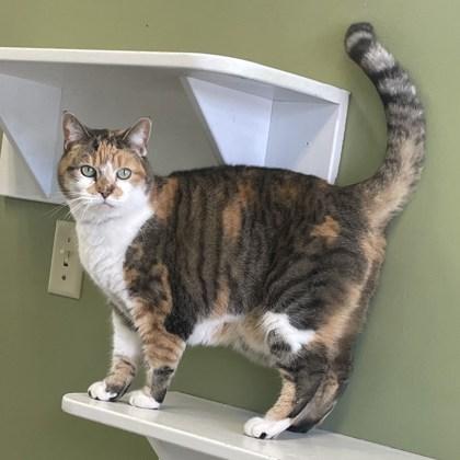 Mysterium, Adoptable, Senior Female Domestic Short Hair & Domestic Short Hair.