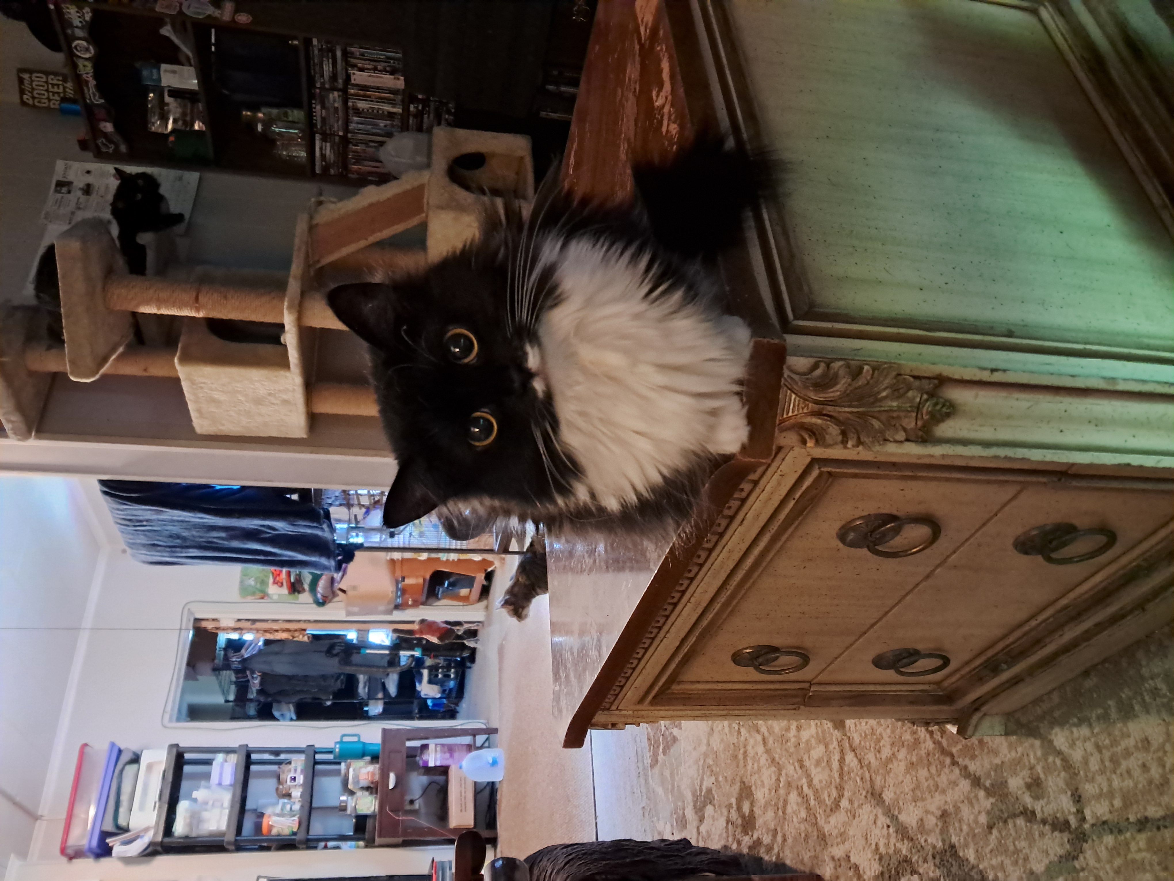 June- Bug, a Adoptable Domestic Long Hair in Nanticoke, PA image 1/5