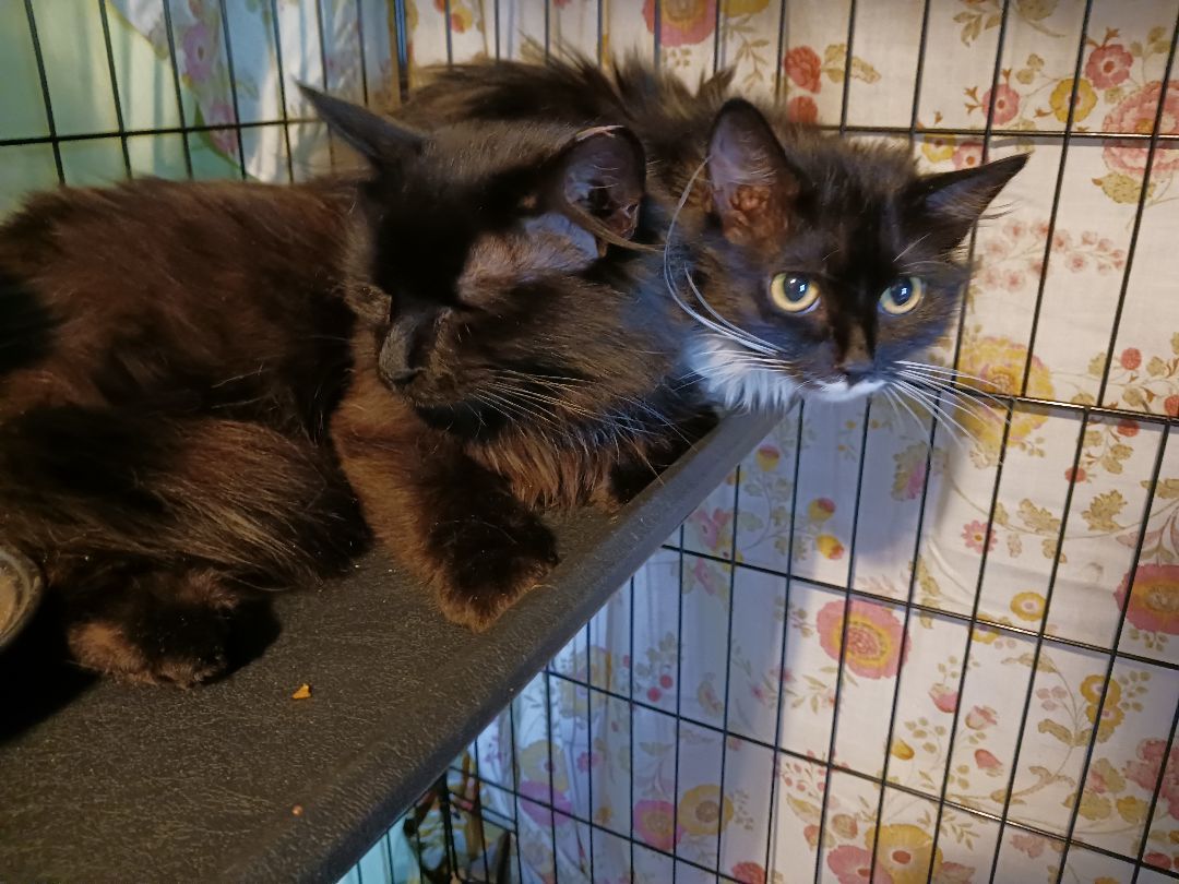 June- Bug, a Adoptable Domestic Long Hair in Nanticoke, PA image 2/5