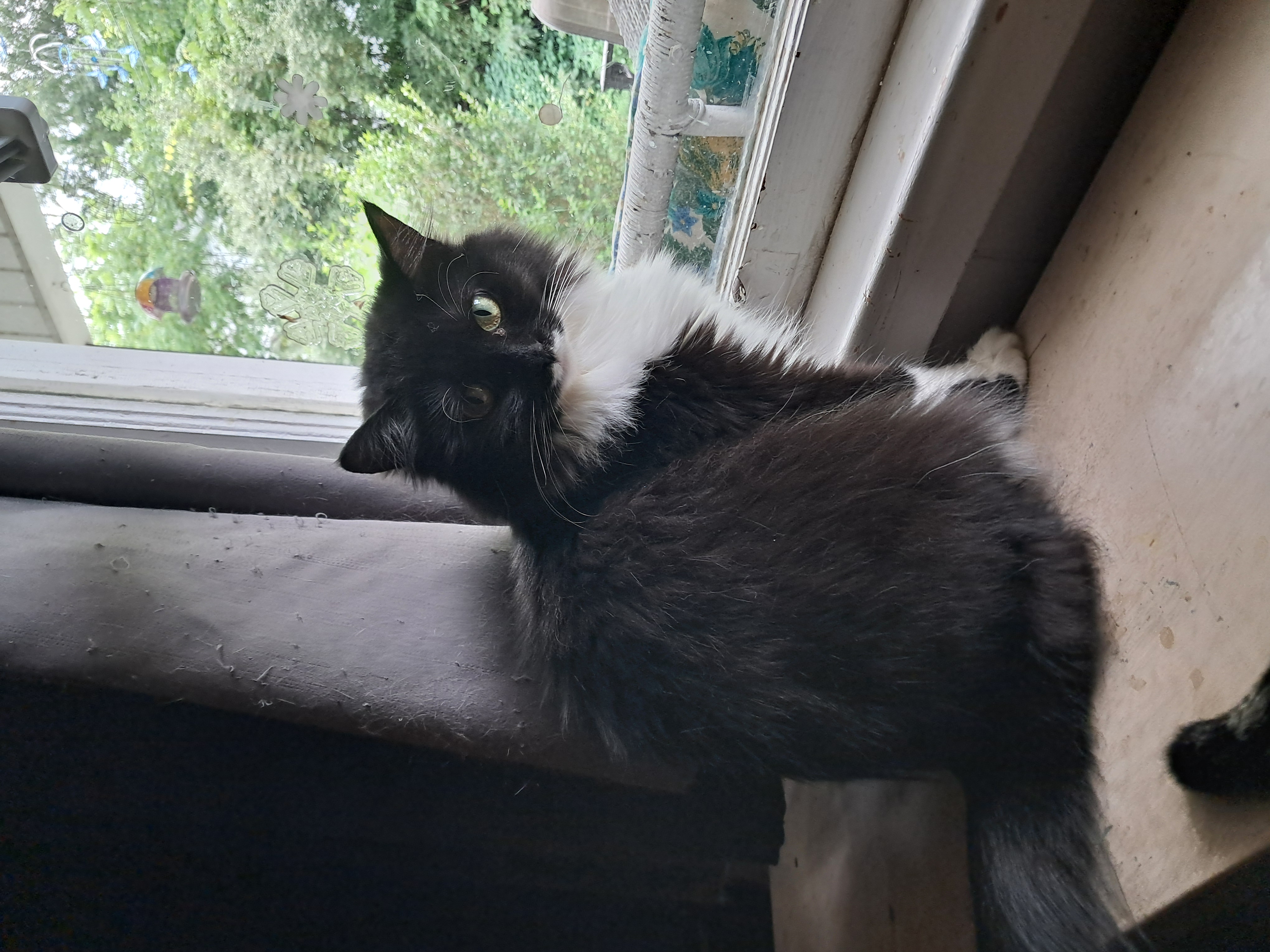 June- Bug, a Adoptable Domestic Long Hair in Nanticoke, PA image 3/5