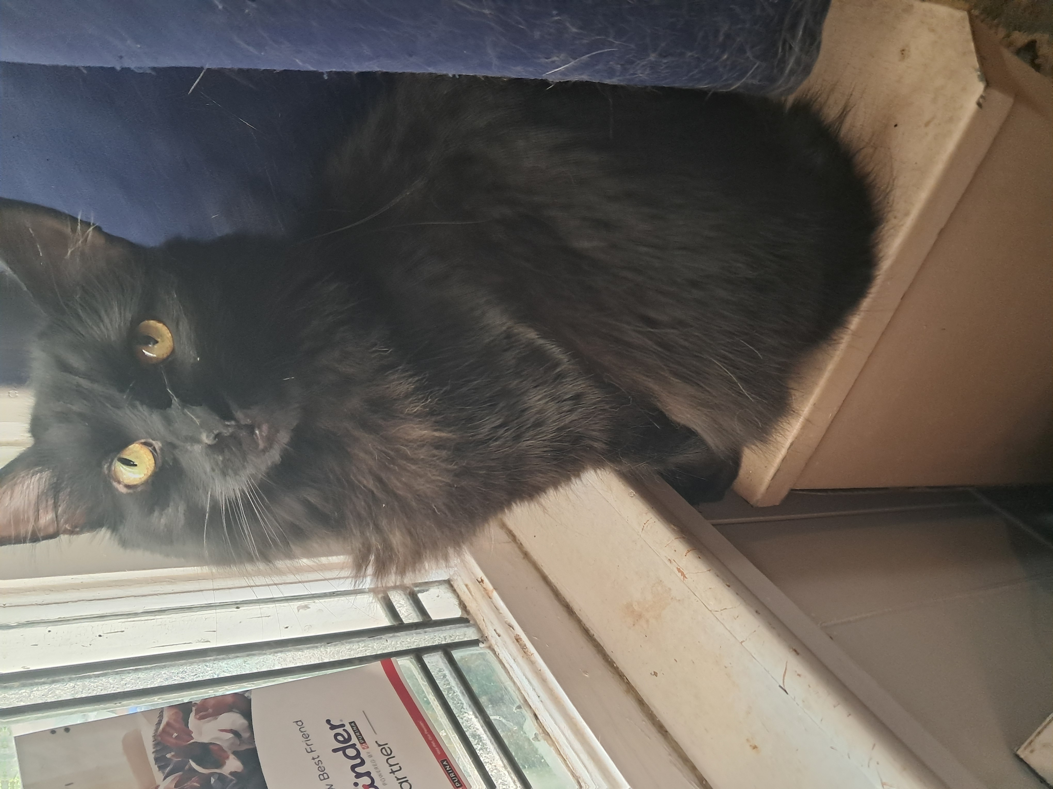 June- Bug, a Adoptable Domestic Long Hair in Nanticoke, PA image 5/5