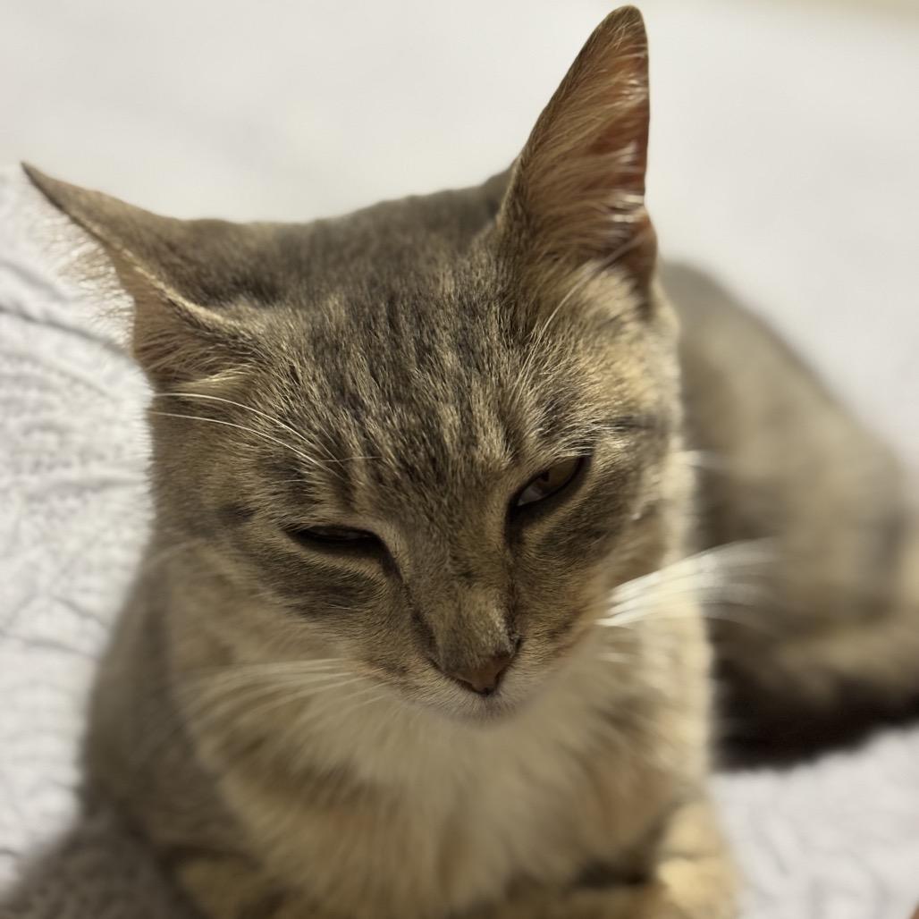 Pippa, a Adoptable Domestic Short Hair in Duck River, TN image 1/3