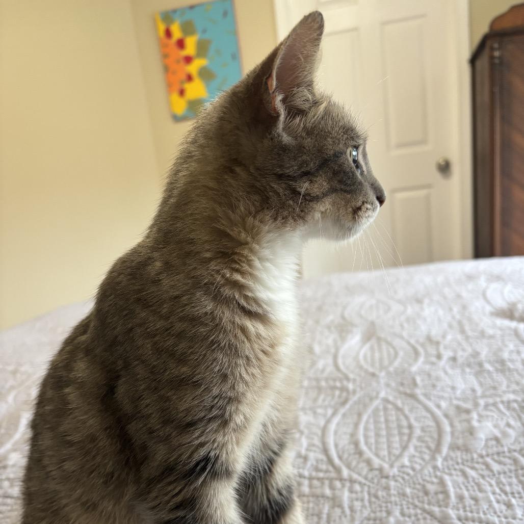 Pippa, a Adoptable Domestic Short Hair in Duck River, TN image 2/3