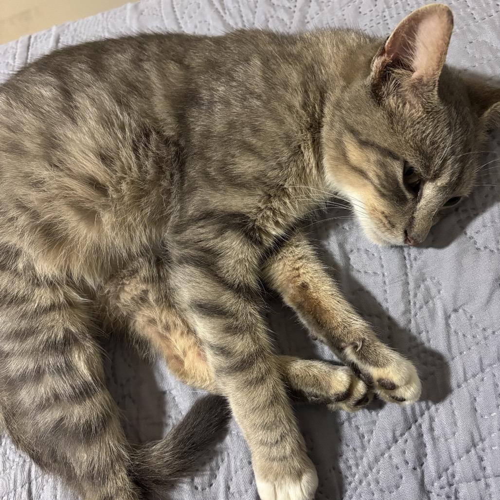 Pippa, a Adoptable Domestic Short Hair in Duck River, TN image 3/3