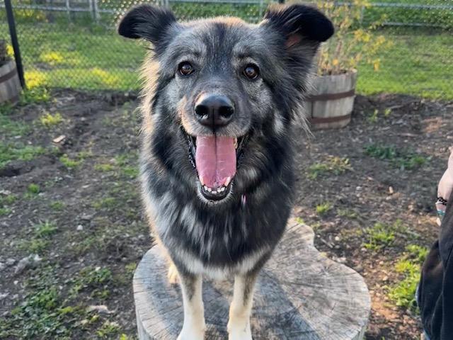 LIBBY, Adoptable, Adult Female Great Pyrenees & Mixed Breed.