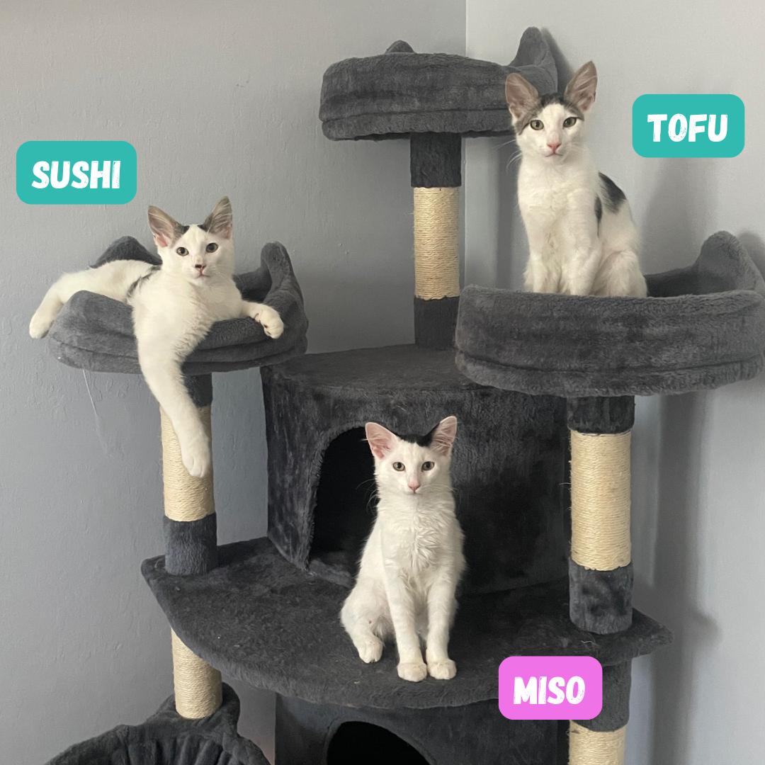 Miso photo 2