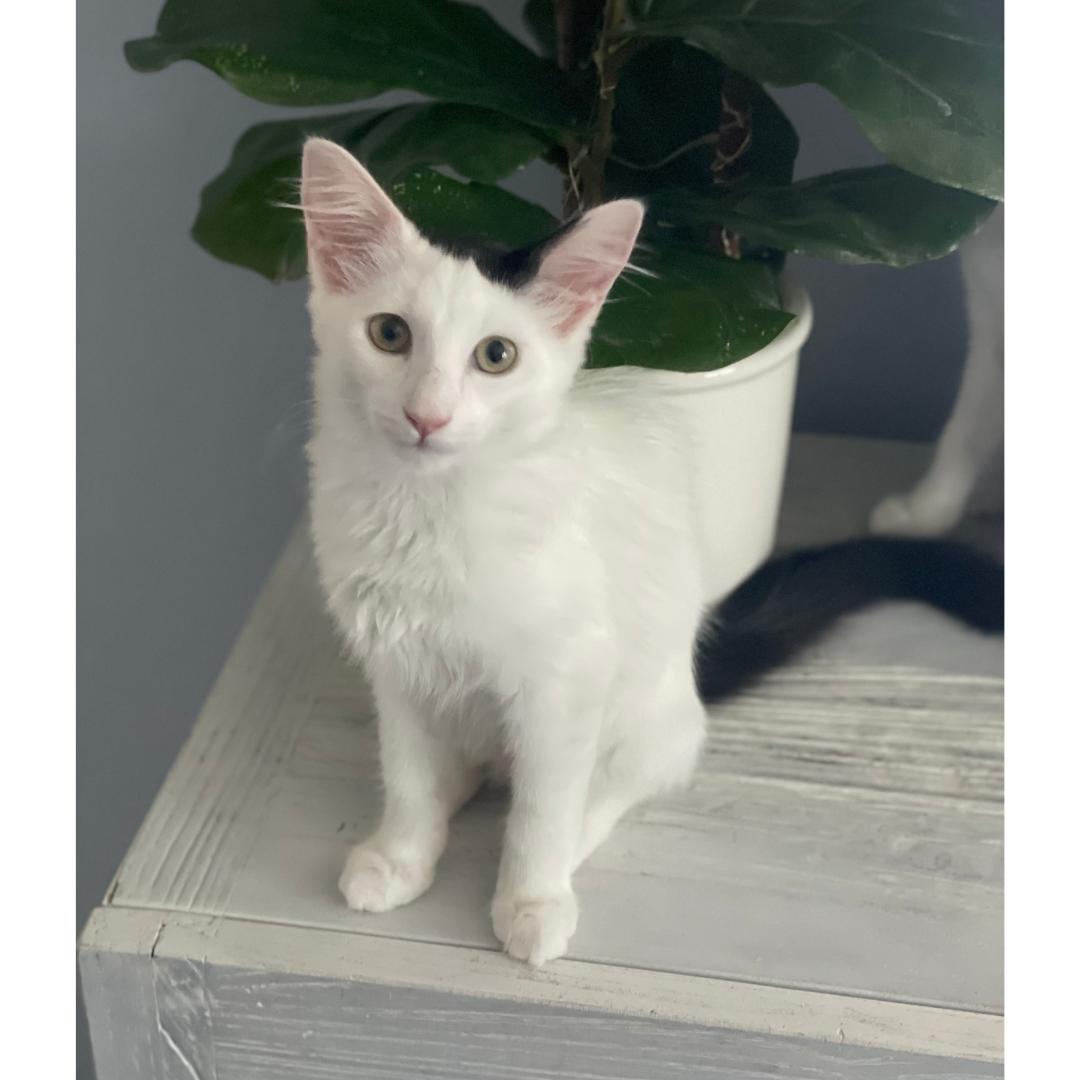 Miso