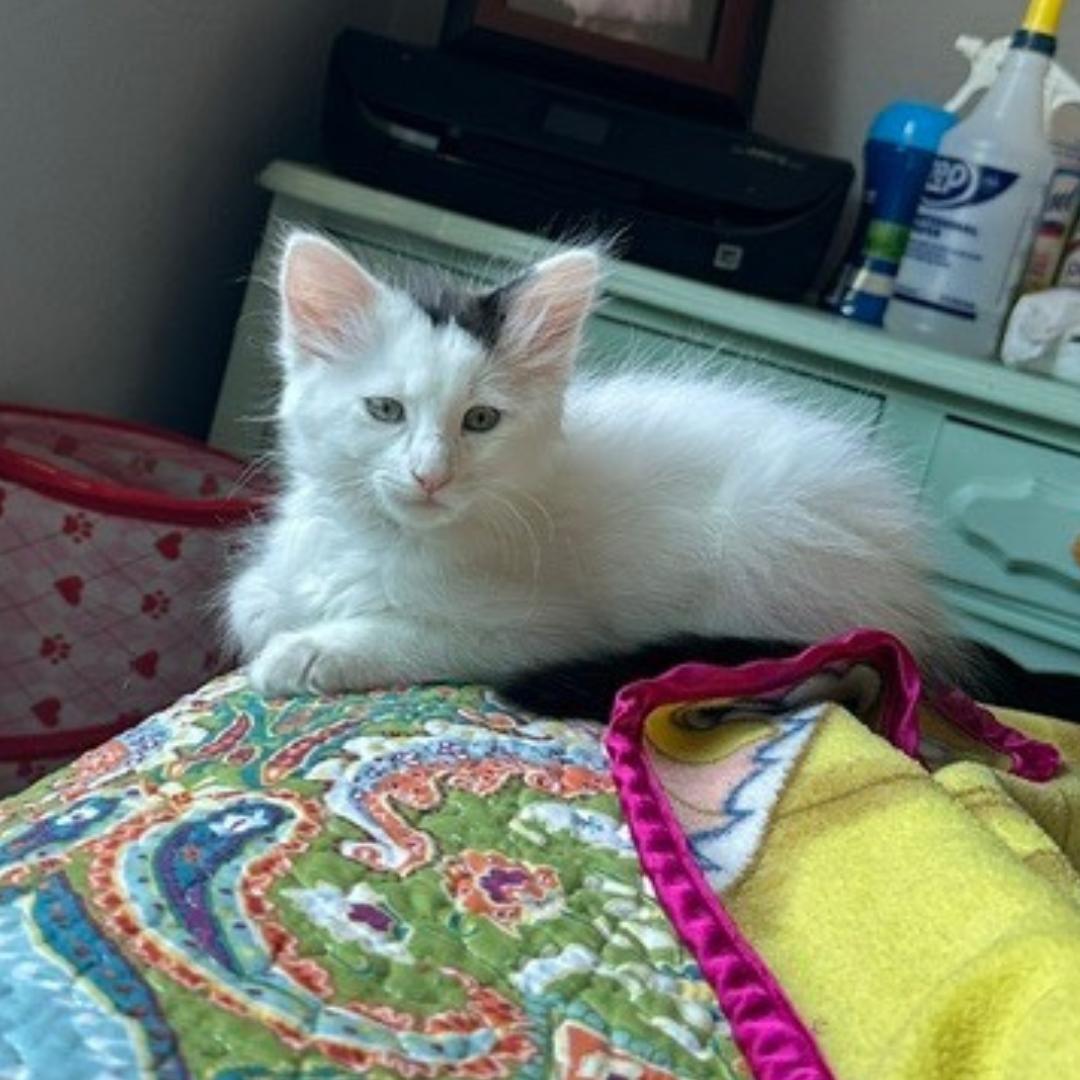 Miso, Baby Female Domestic Medium Hair