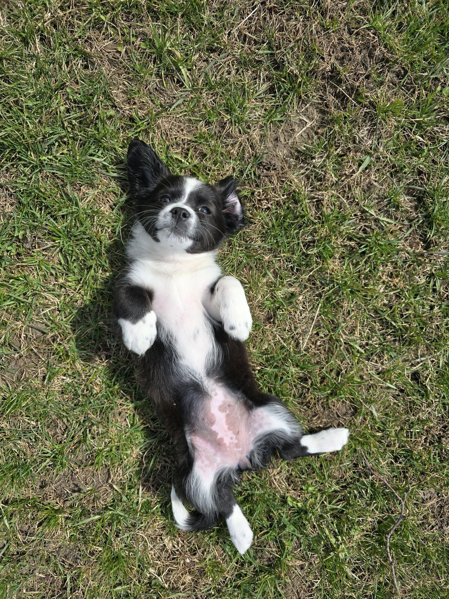 Enlarge Lily the Chiweenie Mix Puppy, an adopted mixed breed in Muskego, WI image 2/6