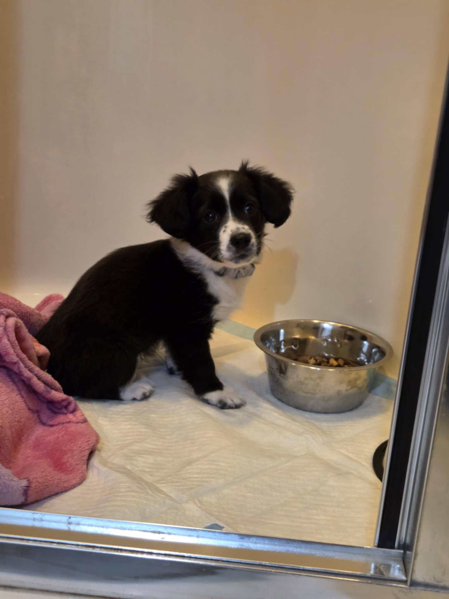 Enlarge Lily the Chiweenie Mix Puppy, an adopted mixed breed in Muskego, WI image 3/6