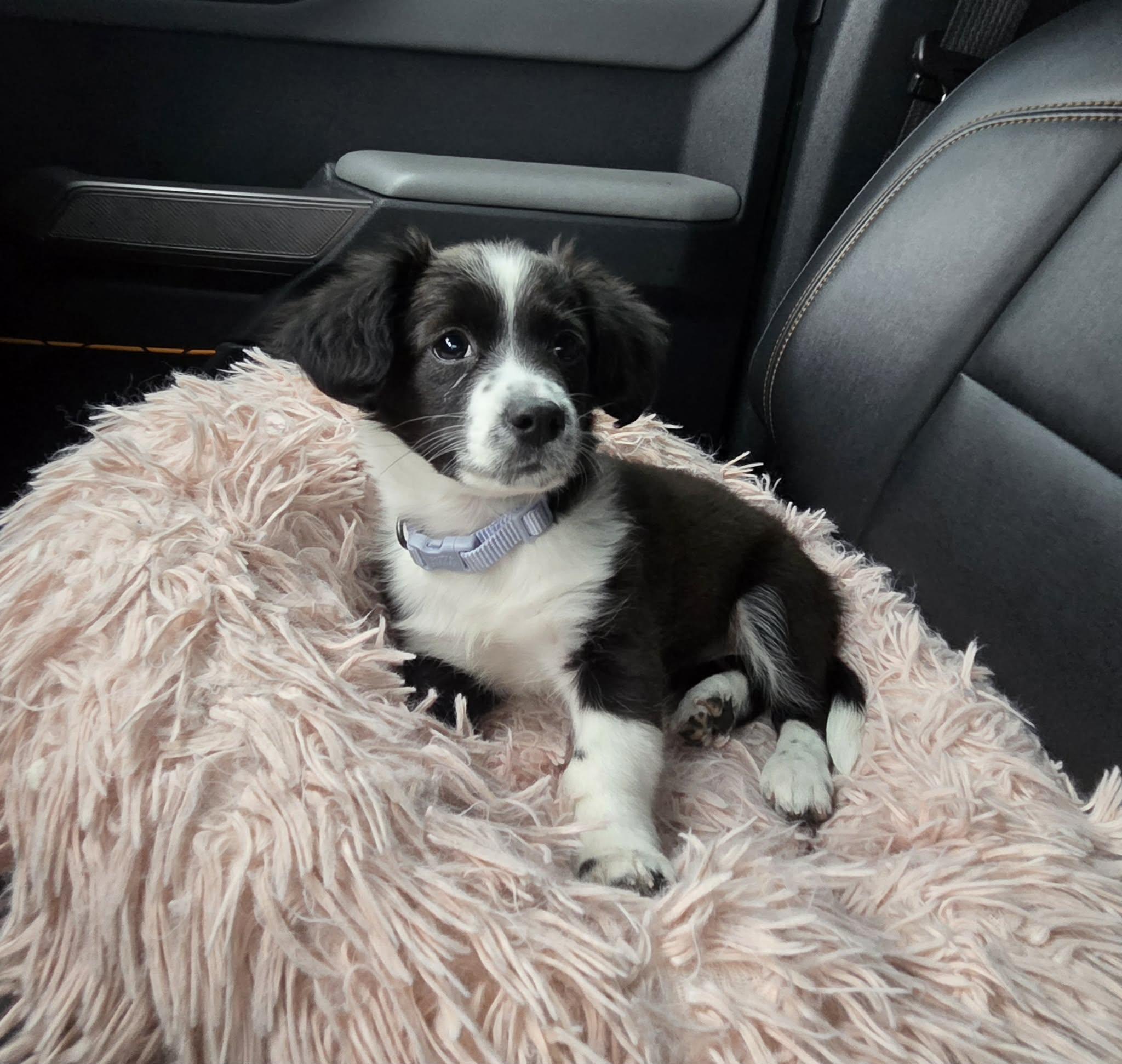 Enlarge Lily the Chiweenie Mix Puppy, an adopted mixed breed in Muskego, WI image 1/6