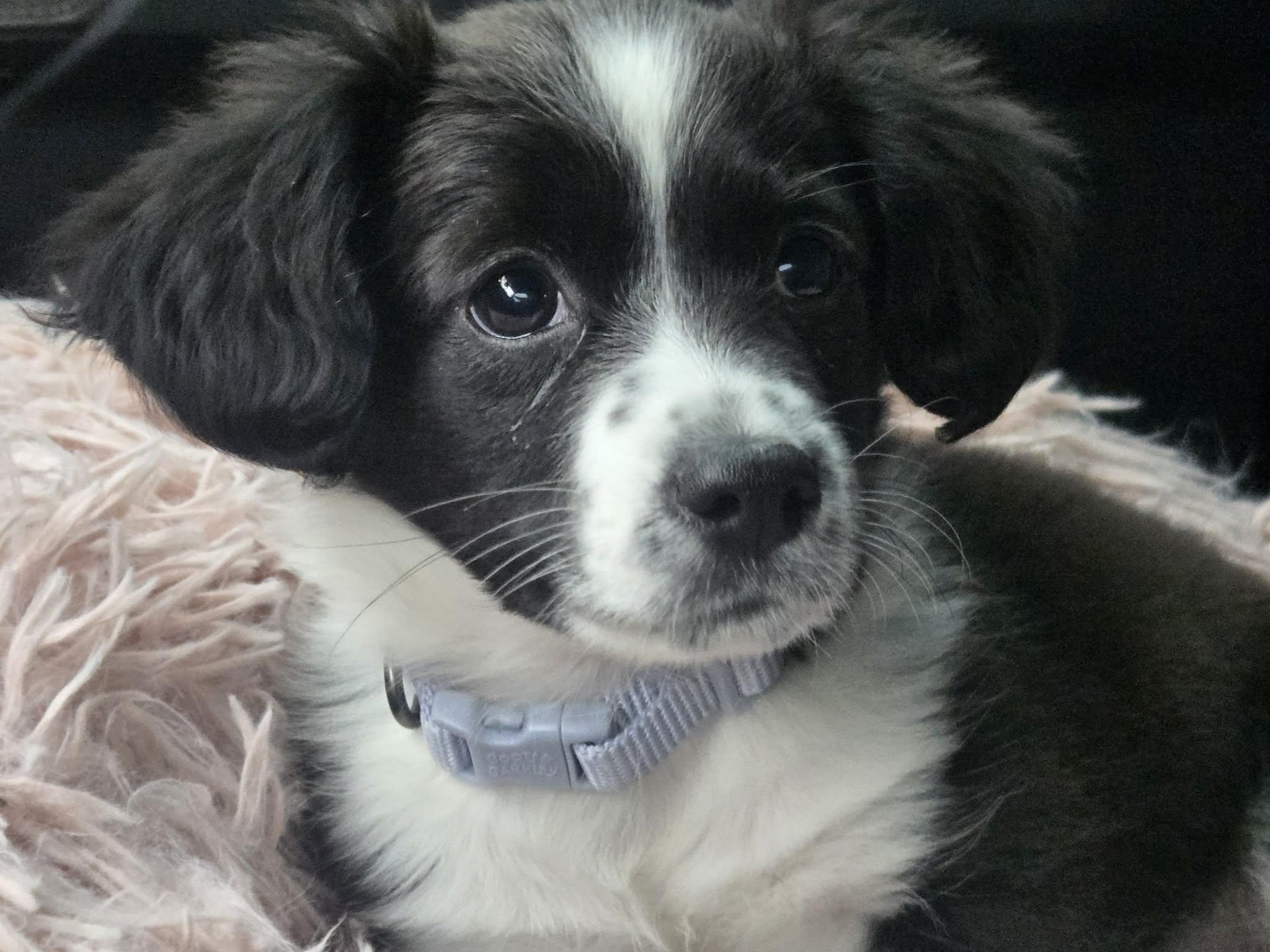 Enlarge Lily the Chiweenie Mix Puppy, an adopted mixed breed in Muskego, WI image 5/6