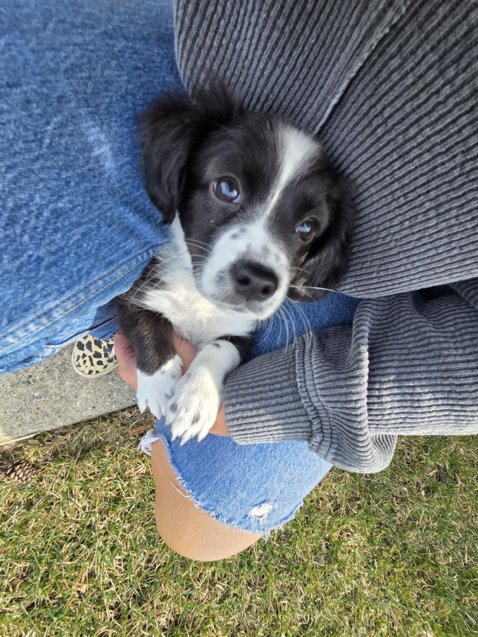 Enlarge Lily the Chiweenie Mix Puppy, an adopted mixed breed in Muskego, WI image 4/6
