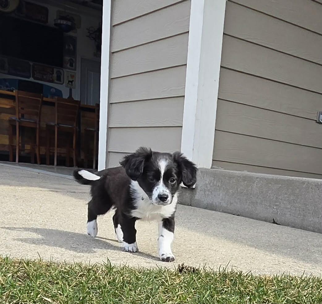 Enlarge Lily the Chiweenie Mix Puppy, an adopted mixed breed in Muskego, WI image 6/6