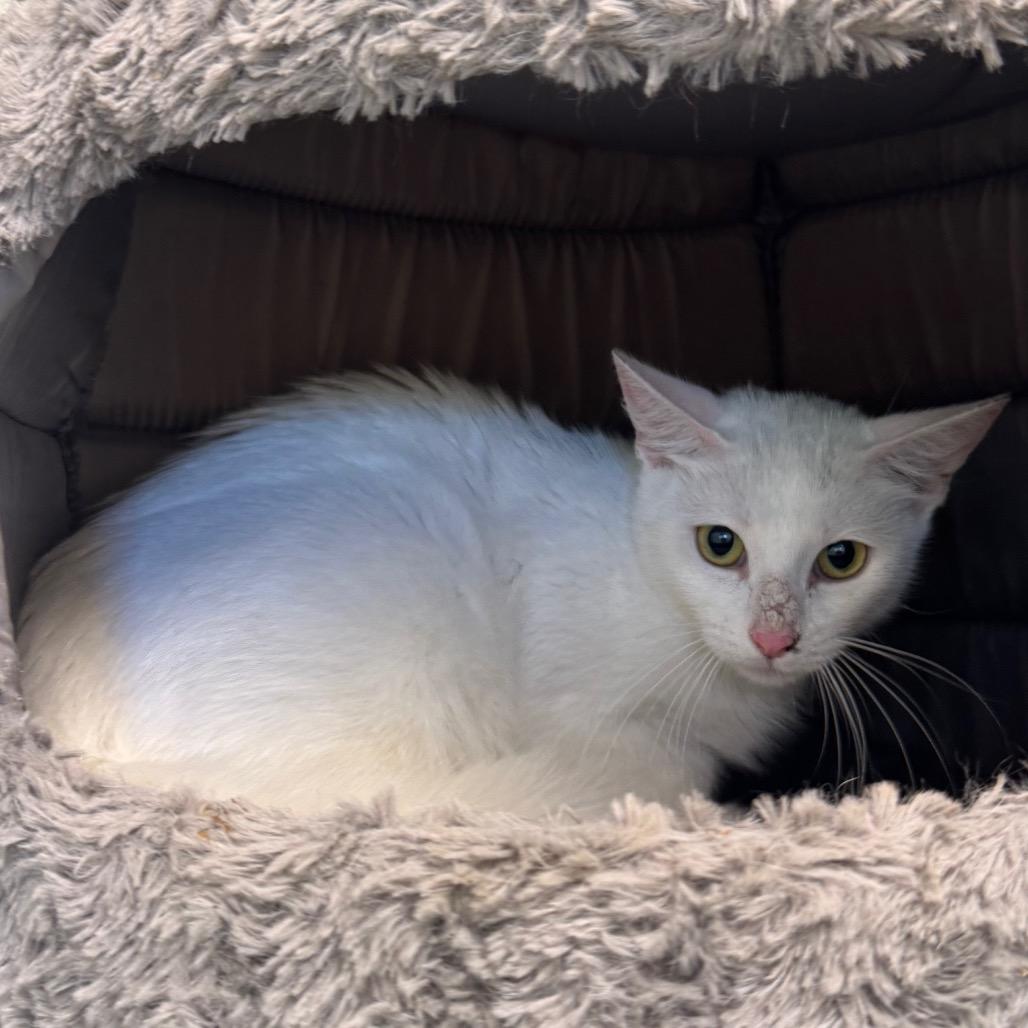 Mouse, Adoptable, Adult Female Domestic Short Hair.