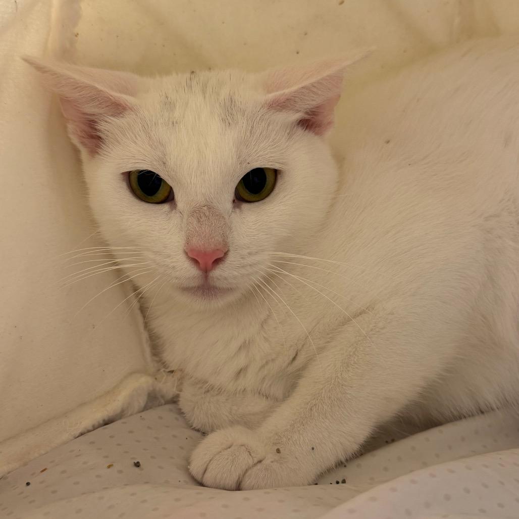 Enlarge Mouse, a Adoptable Domestic Short Hair in Easton, PA image 2/2